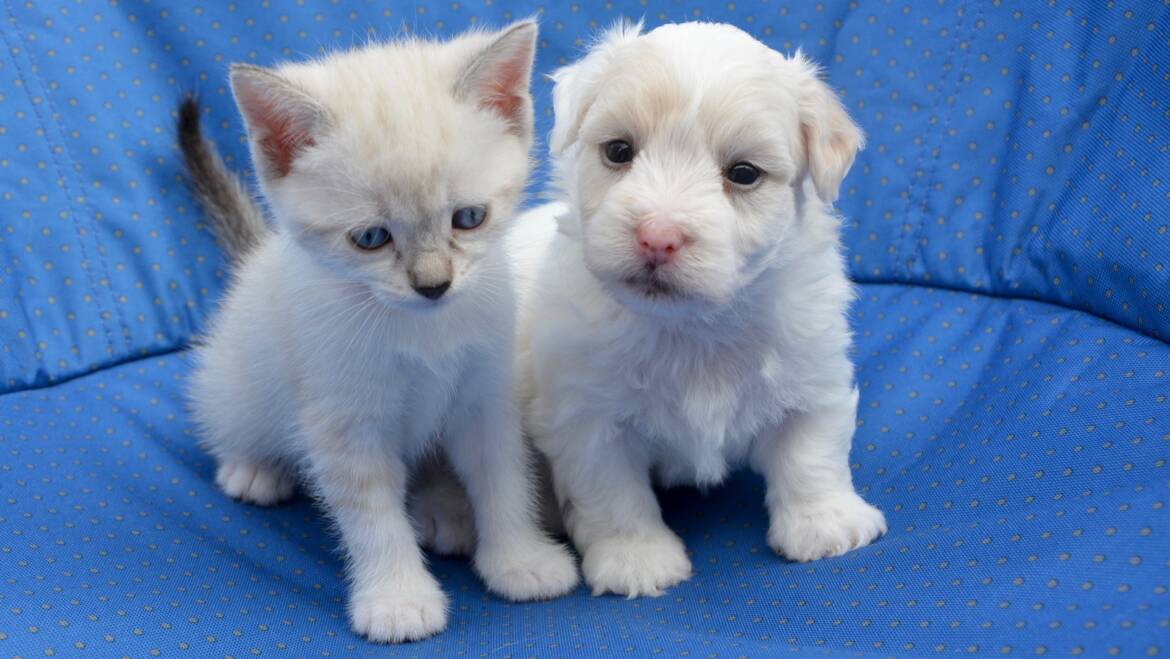 Quando mettere l’antiparassitario al cane o al gatto?